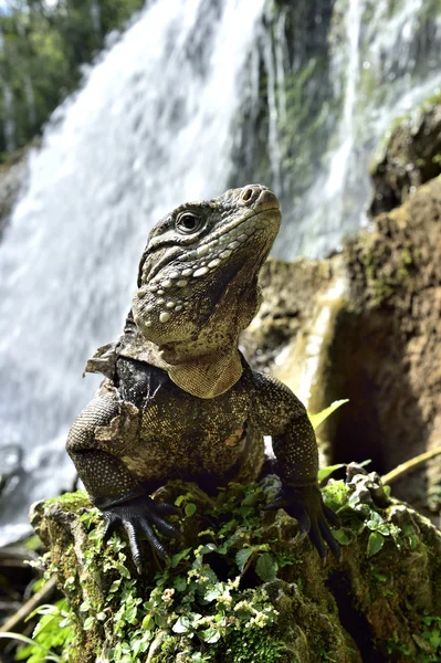 Iguana dans la forêt à côté — Photo