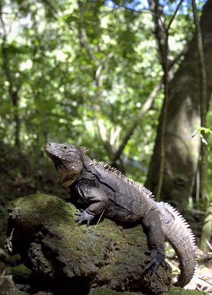 Kubanischer Felsenleguan — Stockfoto