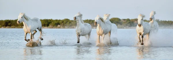 Manada de cavalos brancos correndo — Fotografia de Stock