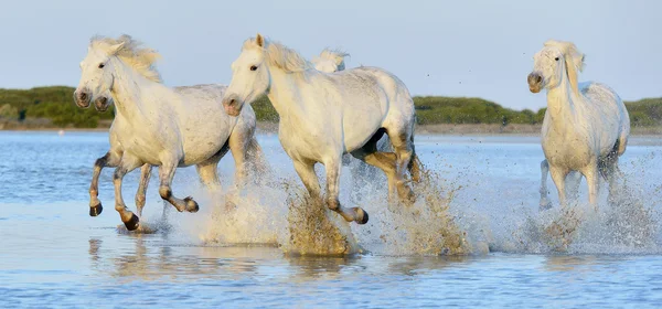 Troupeau de chevaux blancs qui courent — Photo