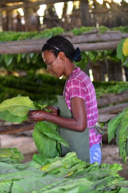 The woman touching tobacco leaves