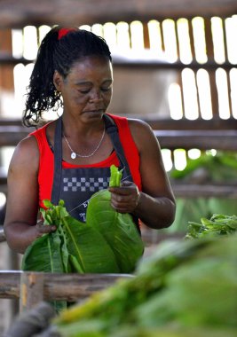 The woman touching tobacco leaves