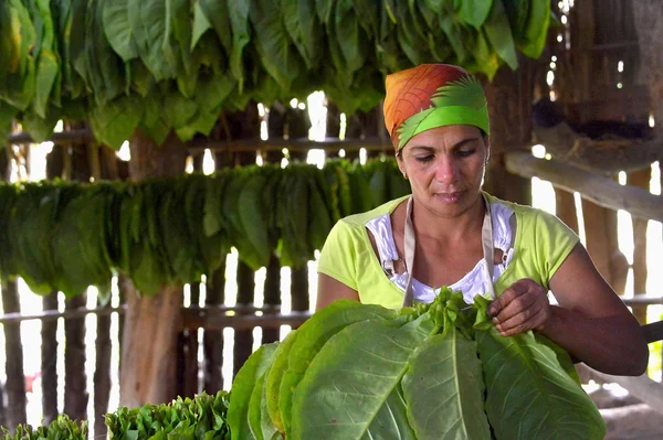 The woman touching tobacco leaves — Stockfoto