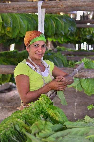 The woman touching tobacco leaves