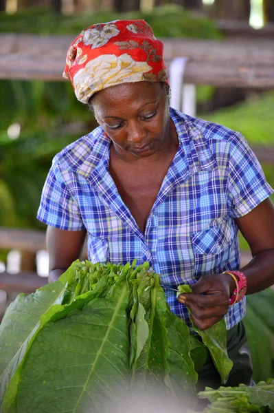 The woman touching tobacco leaves — Stockfoto