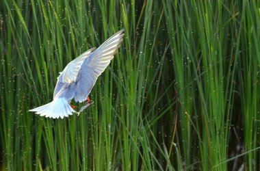 Flying gull with fish