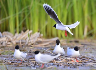 Küçük martı (Larus sylviella) uçan