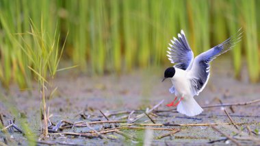 Küçük martı (Larus sylviella) uçan