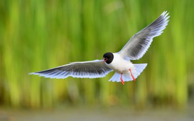 Küçük martı (Larus sylviella) uçan