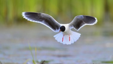Küçük martı (Larus sylviella) uçan