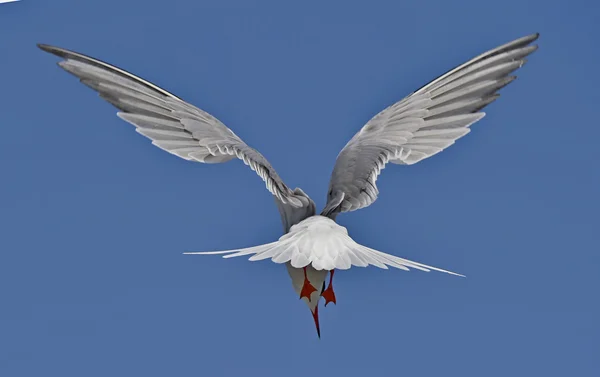 Rybitwa zwyczajna (Sterna Hirundo) w locie — Zdjęcie stockowe