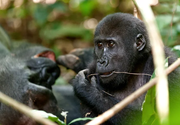 Retrato de un gorilas de tierras bajas occidentales — Foto de Stock