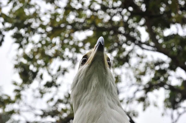 Орлан - рибалка (Haliaeetus vocifer).) — стокове фото