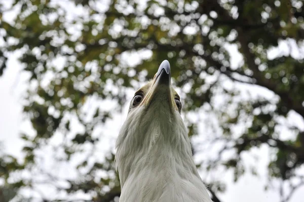 Águia de peixe africana (Haliaeetus vocifer) — Fotografia de Stock