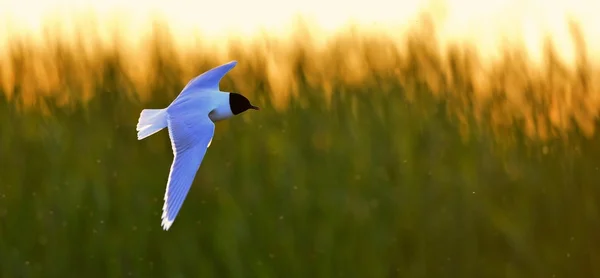 De dwergmeeuw (Larus minutus) tijdens de vlucht — Stockfoto