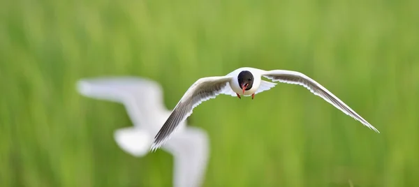 Lilla Gull (Larus minutus) flygande — Stockfoto