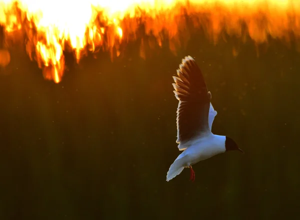 The Little Gull (Larus minutus) in flight — Stock Photo, Image