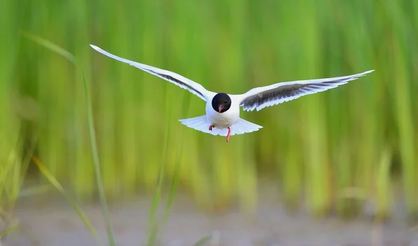 Kleine Möwe (larus minutus) fliegt — Stockfoto