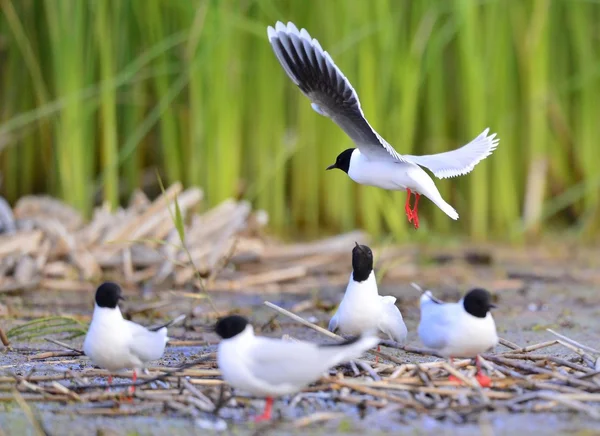 Lilla flygande måsar (Larus minutus) — Stockfoto