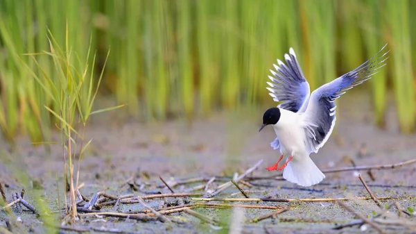 Gabbiano minore (Larus minutus) che vola — Foto Stock