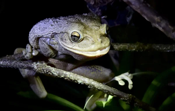 Grenouille cubaine la nuit  . — Photo