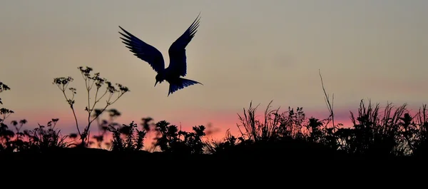 Silhouette of Common Terns on sunset — Stock Photo, Image