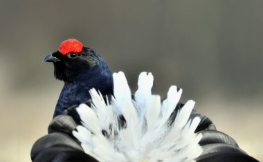 lekking Kara Orman Tavuğu portresi