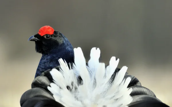 Ritratto di un gallo nero sanguinante — Foto Stock