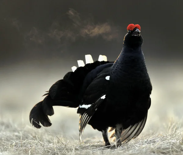 Urogallo negro lekking (Tetrao tetrix) con aliento a vapor — Foto de Stock