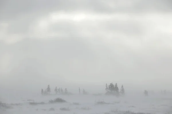 ツンドラの吹雪 — ストック写真
