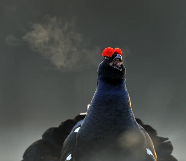 黑琴鸡求偶 (Tetrao 蚱) 与蒸汽呼吸 — 图库照片