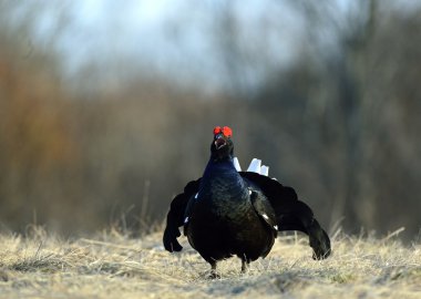 lekking Kara Orman Tavuğu portresi