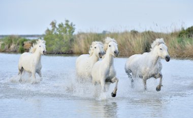 Beyaz Camargue su üzerinden dörtnala at