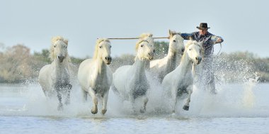 Herd of White Camargue Horses galloping through water swamps. clipart