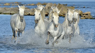Beyaz Camargue su üzerinden dörtnala at