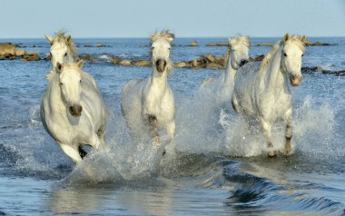 Beyaz Camargue su üzerinden dörtnala at