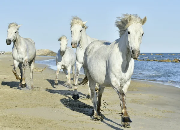 Λευκό Camargue άλογα καλπάζοντας μέσα στο νερό — Φωτογραφία Αρχείου