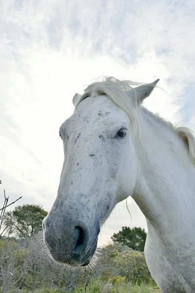 Cavalo branco sobre fundo natural. Fechar . — Fotografia de Stock