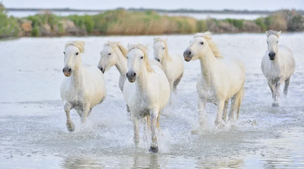 White Camargue koně tryskem přes vodu — Stock fotografie