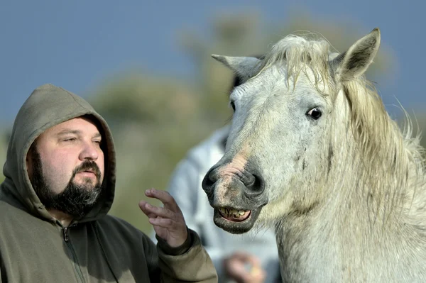 Man speaking to a Horse. — Stock Photo, Image