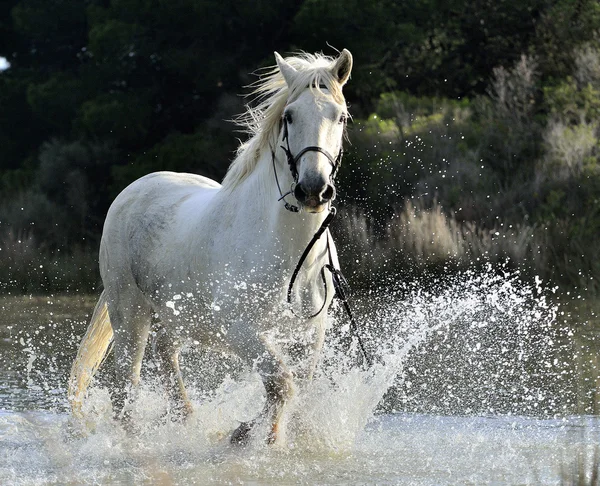 Branco Camargue Cavalos galopando — Fotografia de Stock
