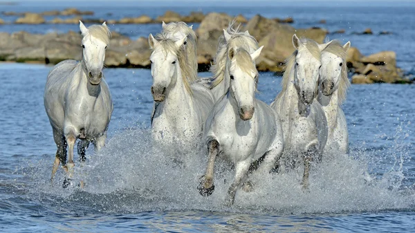 Vita Camargue hästar galopperar genom vatten — Stockfoto