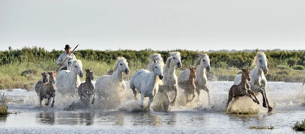 Besättning med vita Camargue hästar galopperar genom vatten kärr. — Stockfoto