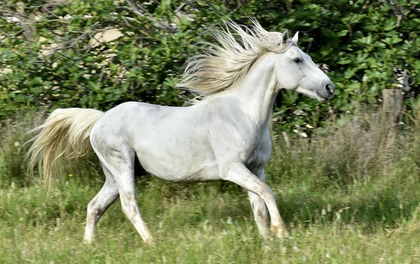 Białe konie Camargue galopujący na naturalne tło zielony — Zdjęcie stockowe