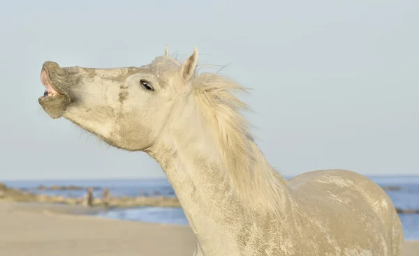 Gris divertido caballo riendo  . —  Fotos de Stock