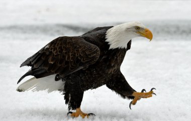 Kel kartal kış Alaska