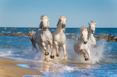 Beyaz Camargue at sürüsü