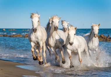 Beyaz Camargue at sürüsü