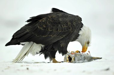 Kel kartal (Haliaeetus leucocephalus