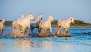 Beyaz Camargue at sürüsü
